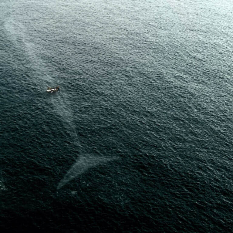 big whale