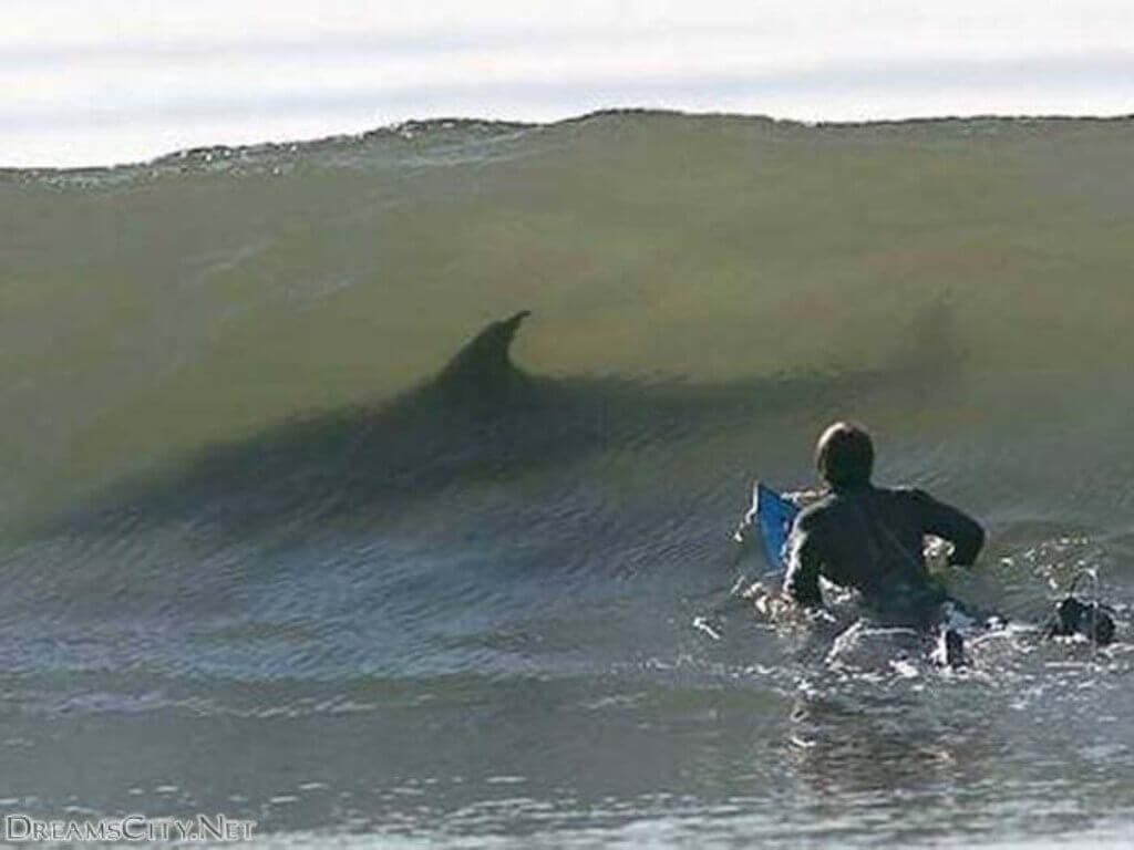 surfing whale