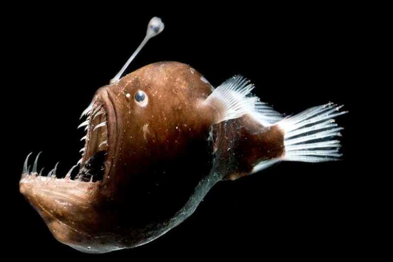 Anglerfish deep sea fish