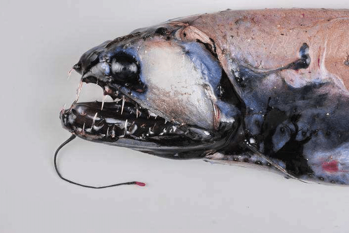 Stareater (fish) deep sea fish
