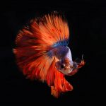 betta fish with long tail
