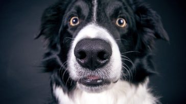 Collie dog closeup