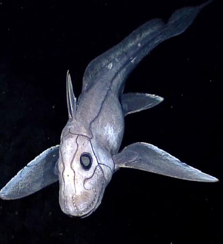 Chimaera deep sea fish