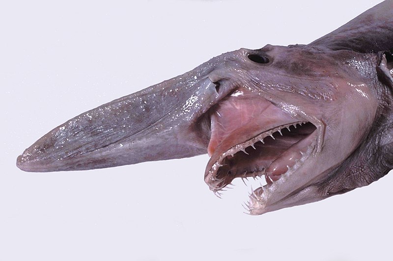 Goblin Shark deep sea creature