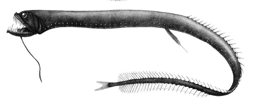 Black Dragonfish deep sea fish