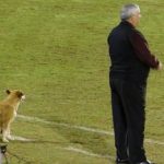 A Professional Soccer Coach Has A Dog As His Assistant Coach