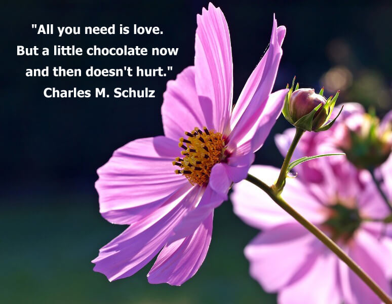  Funny quotes "All you need is love. But a little chocolate now and then doesn't hurt." Charles M. Schulz