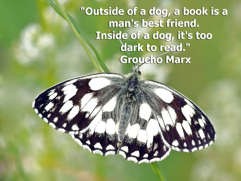 Funny quote "Outside of a dog, a book is a man's best friend. Inside of a dog, it's too dark to read." Groucho Marx