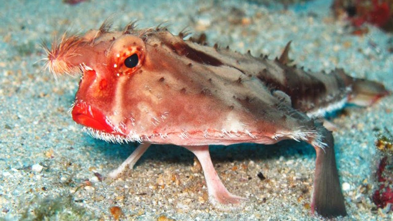 Red-lipped batfish deep sea creature