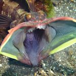 Sarcastic Fringehead deep sea creature