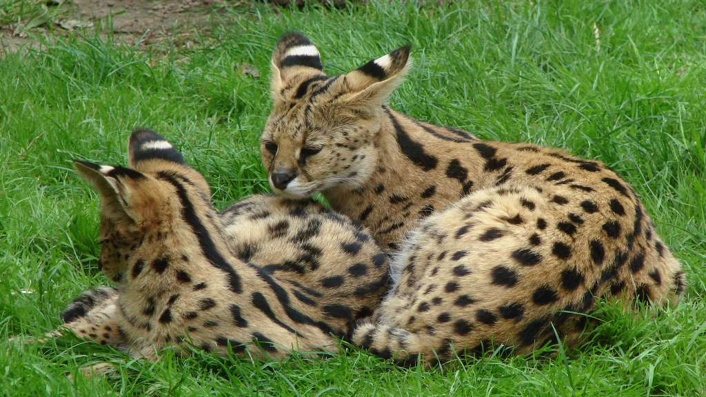 two servals witting in green grass