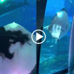 Stingray devours squid in aquarium as visitors watch in fear and anxiety