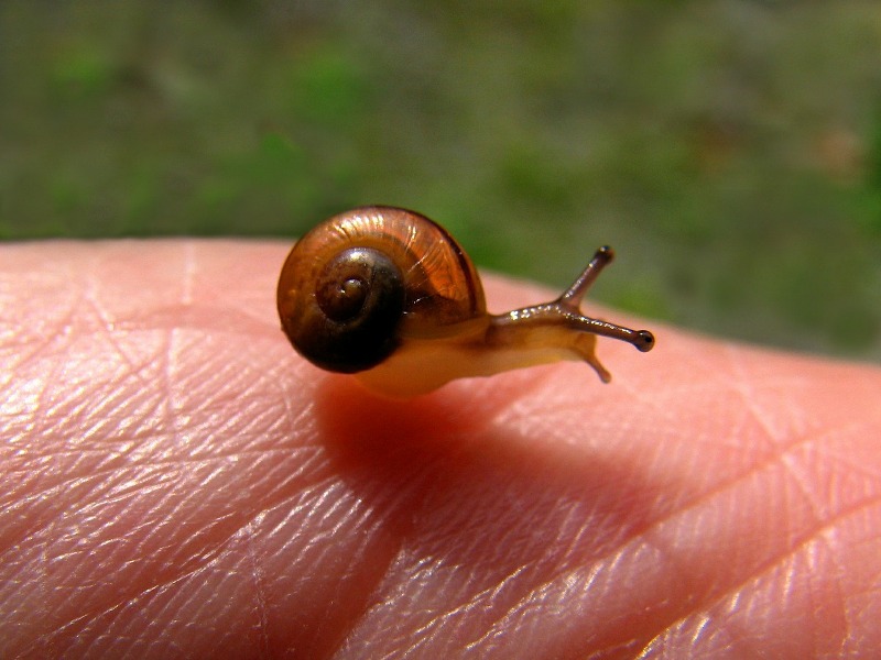 baby snail