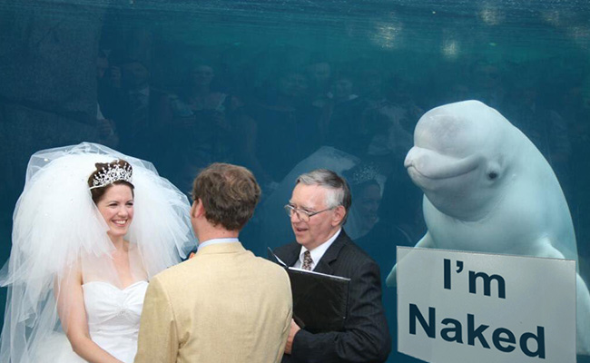 A Whale Photobombed a Wedding and the Photoshop battle begins 1