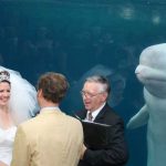 A Whale Photobombed a Wedding and the Photoshop battle begins 1