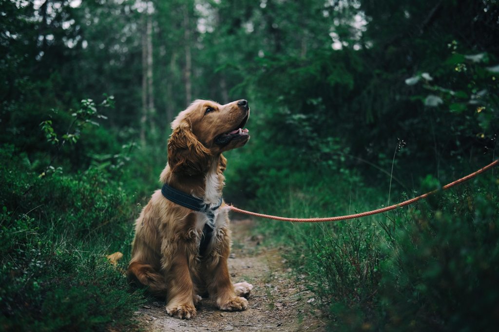 Pay Attention To These 8 Emotions Of Your Dog. Yes, They Feel Them Too! 1