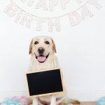 3 Tips To Train Your Doggos To Take Them To Work 1