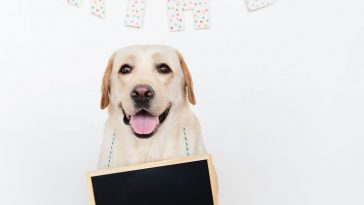 3 Tips To Train Your Doggos To Take Them To Work 7