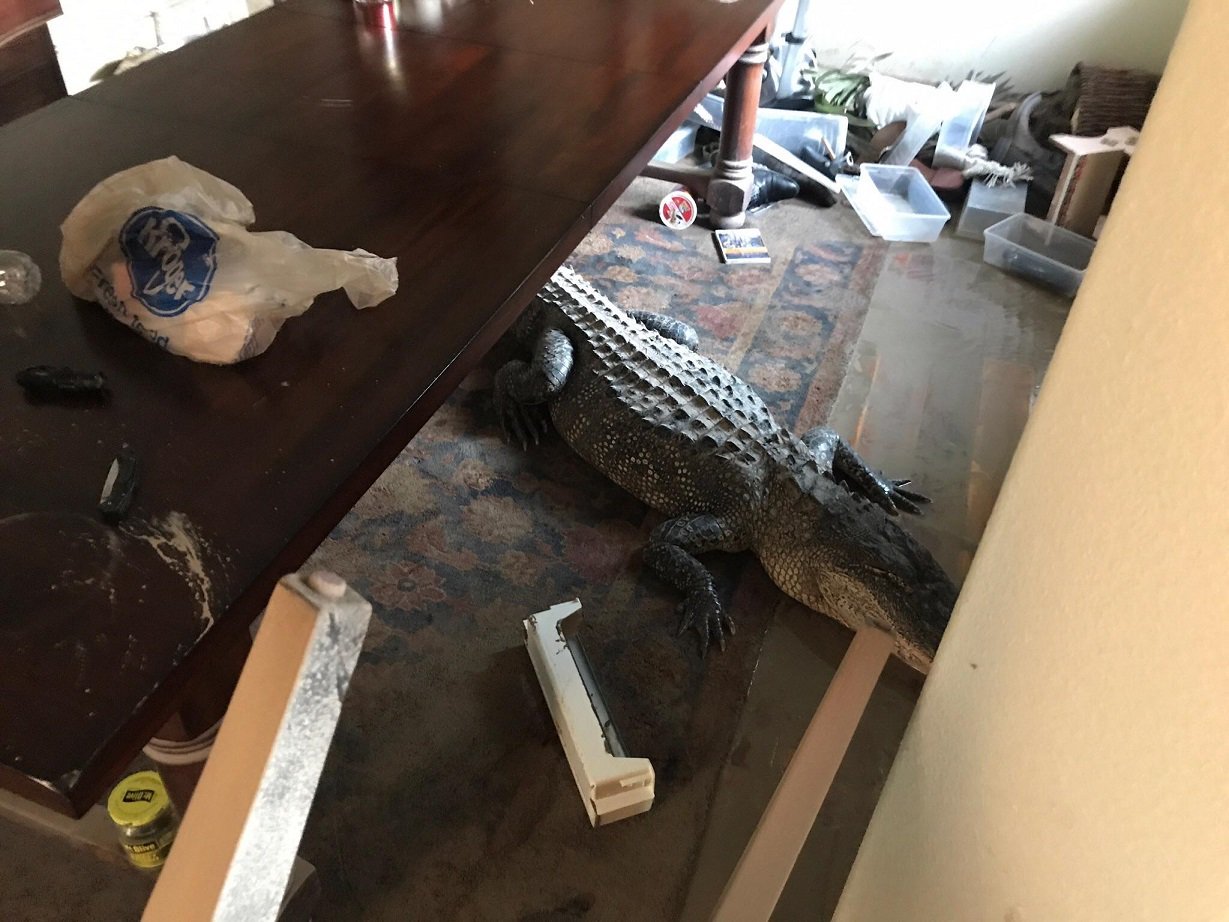 Hurricane Harvey bring 9 Foot Alligator Houston home brian 