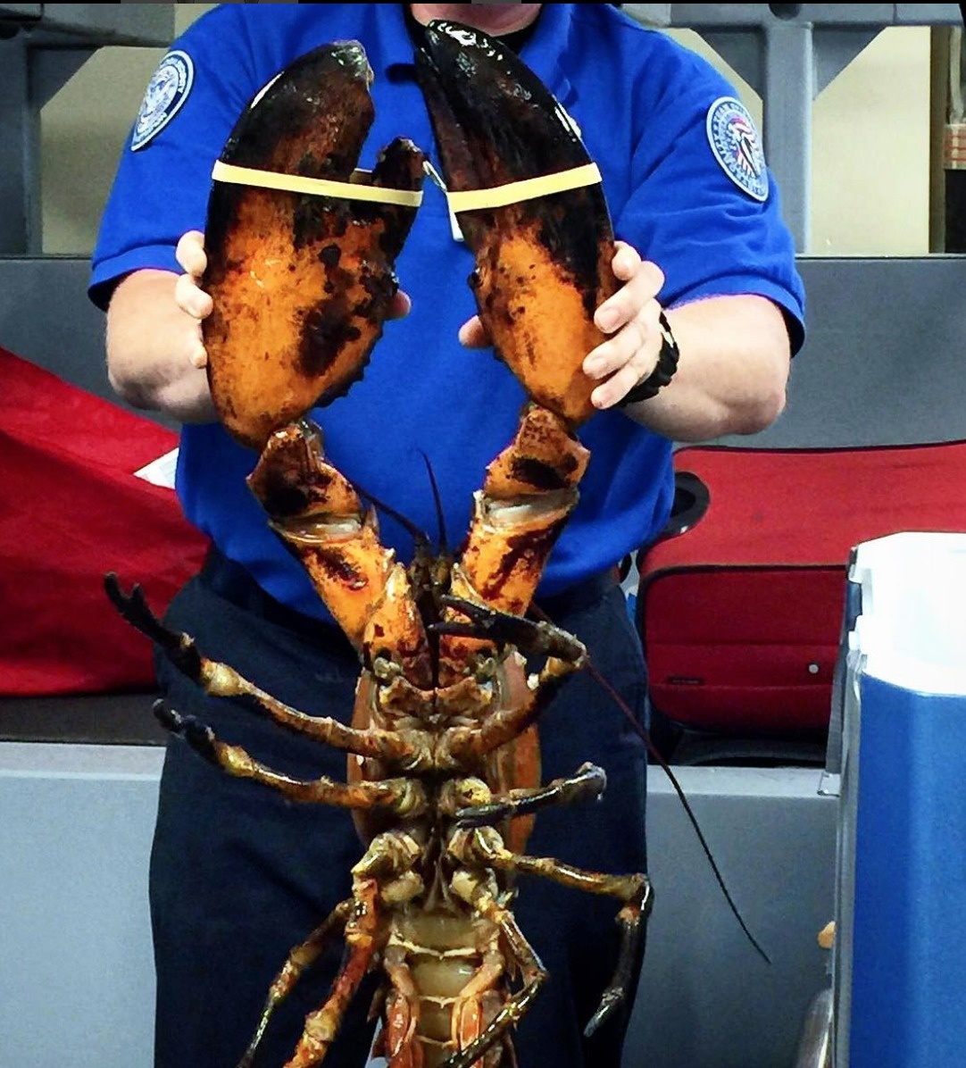 lobster confiscated airport by TSA