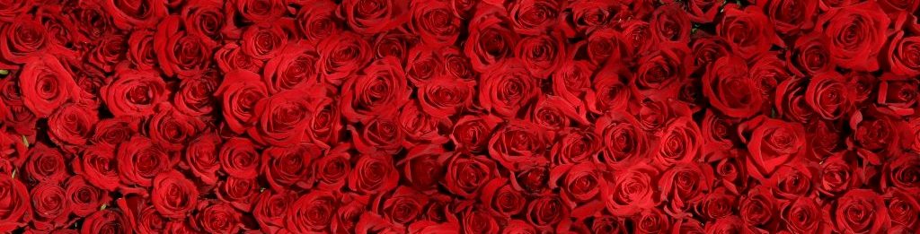 roses zodiac sign valentines day