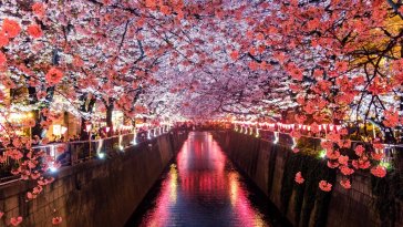 japan travel cherry blossom