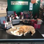 IKEA Opens Doors For Homeless Dogs This Winter